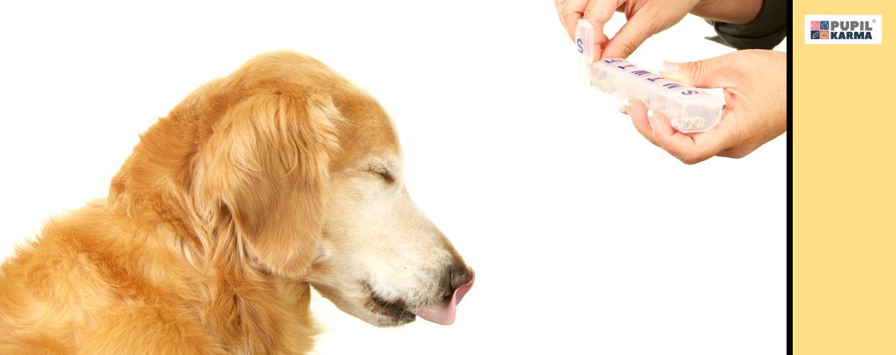 Witamina A dba o wzrok. Na białym tle profilem duży pies z przymkniętymi oczami i ludzkie ręce podające lek. Po prawej żółty pasek i logo pupilkarma. 